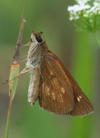 Broad-winged Skipper